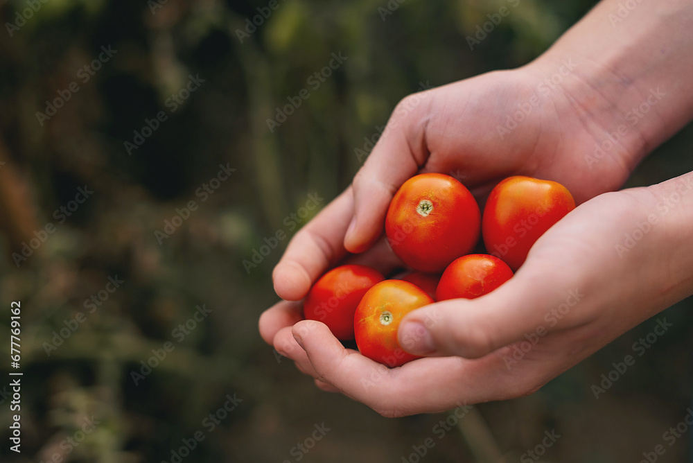 Farmer holding fresh tomatoes. Food, vegetables, agriculture Farmer holding fresh tomatoes. Food, vegetables, agriculture
