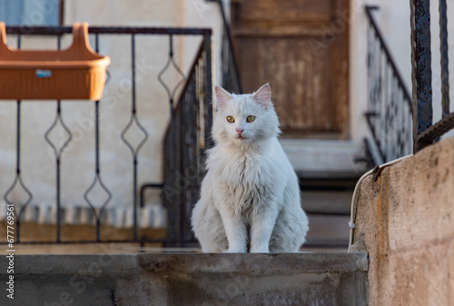 Photography Turkish Angora White Cat in Cappadocia
