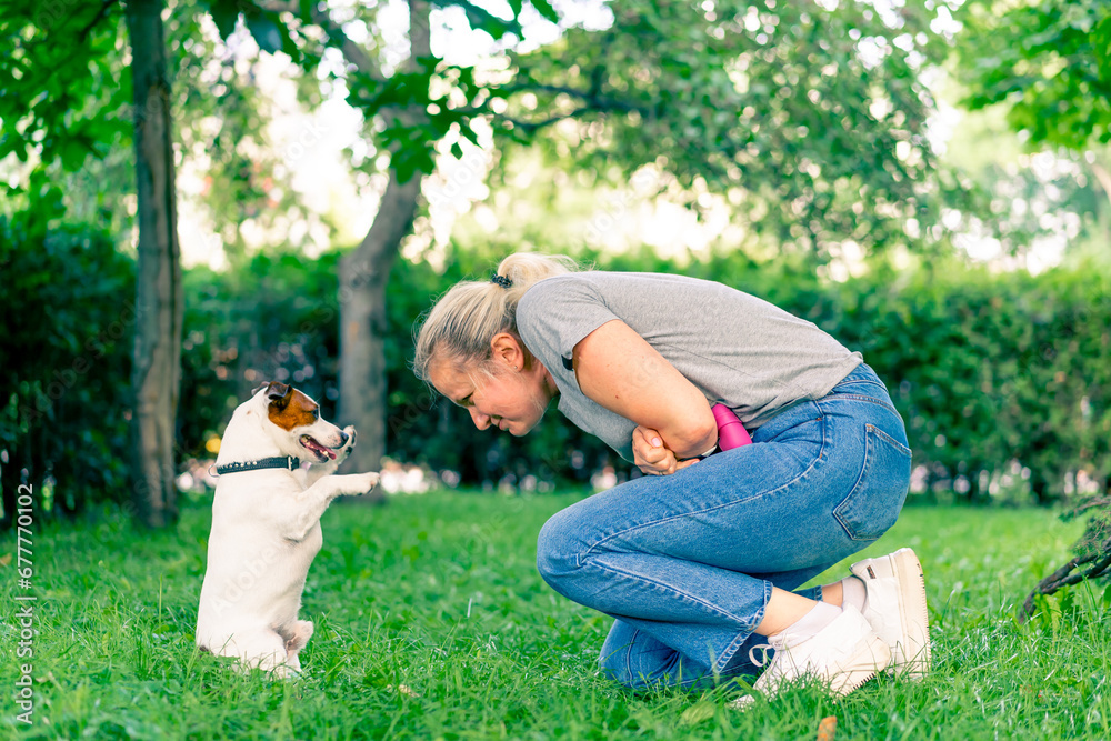 Fototapeta premium a small active dog of the jack russell terrier breed works with a dog trainer in an animal training park