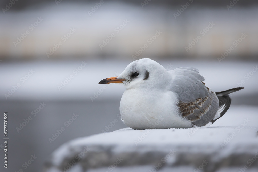 Obraz premium Arctic Elegance, a Winter Portrait of a Majestic Seagull