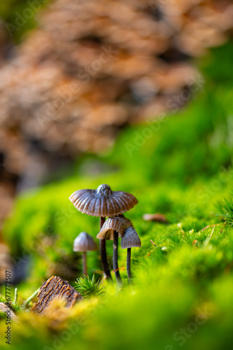 Purple edge bonnet (Mycena purpureofusca) is an agaric fungus (Mycenaceae). Macro close up of a family of umbrella like mushrooms on green moss in a forest in Sauerland Germany in autumn sunlight. photo