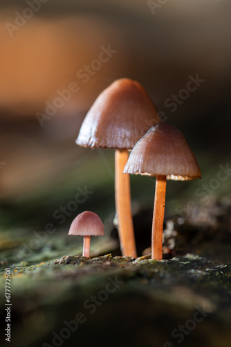 Purple edge bonnet (Mycena purpureofusca) is an agaric fungus (Mycenaceae). Macro close up of a family of 3 umbrella like mushrooms on rotten wood in a forest in Sauerland Germany in autumn sunlight. photo