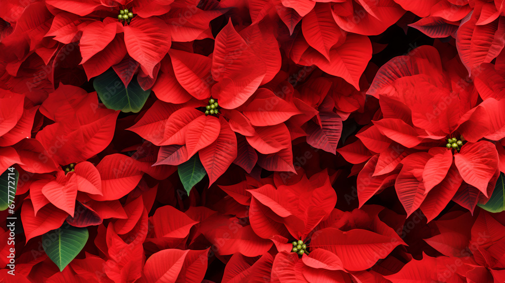 A backdrop featuring the red leaves of a Christmas poinsettia plant