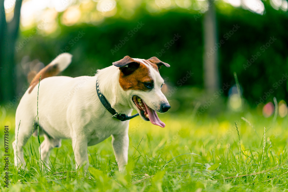 portrait of an active playful jack russell terrier dog on a walk in the park the concept of love for animals