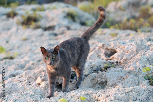 Canvas Print Cat Walking on Beach Rocks, Cyprus, Ayia Napa