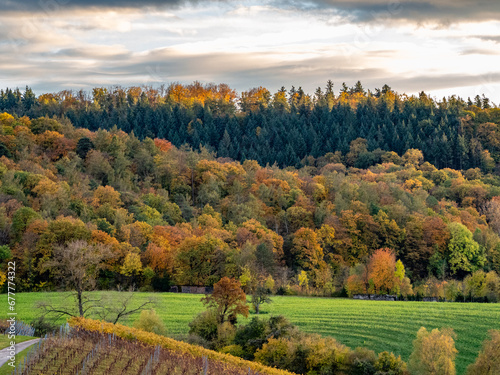 Herbstlich gefärbte Bäume im Mischwald