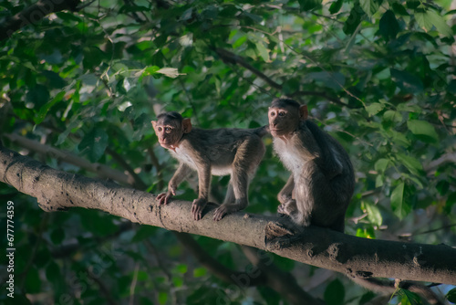 Monkeys sitting  on a tree  © Sanket