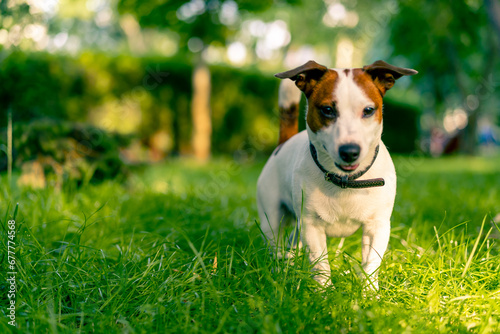 Fototapeta Naklejka Na Ścianę i Meble -  portrait of an active playful jack russell terrier dog on a walk in the park the concept of love for animals
