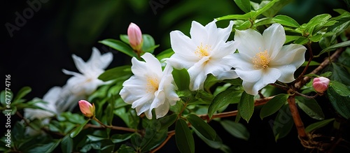 backdrop of a lush green garden amidst the vibrant colors of summer an exquisite floral beauty emerges a white flower with delicate pink petals and a backdrop of vibrant green leaves a testa