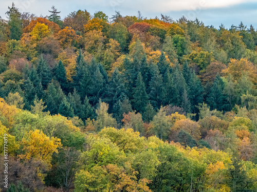 Herbstlich gefärbte Bäume im Mischwald