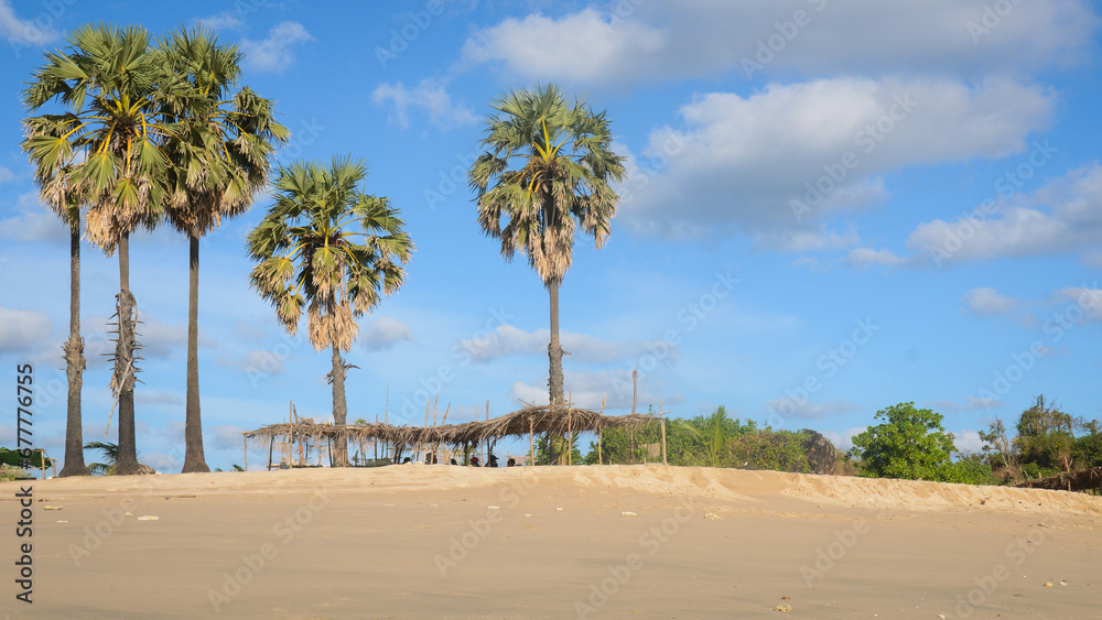 A toddy palm tree on a sandy beach with a clear blue sky. A toddy palm tree on a sandy beach with a clear blue sky.