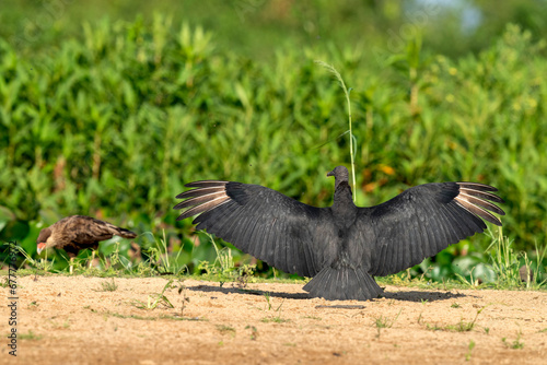 Black vulture in tropical Pantanal