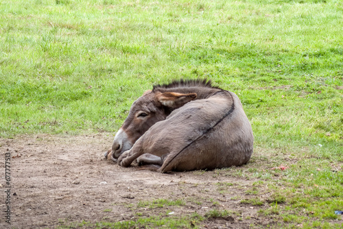 cute donkey having a rest in the sunshine