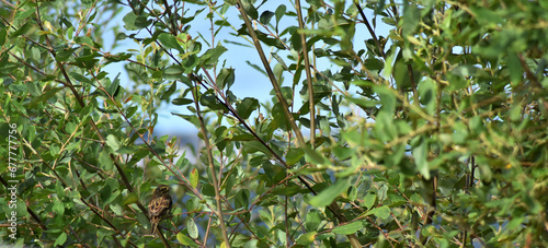 Bird hidden among the branches of a tree