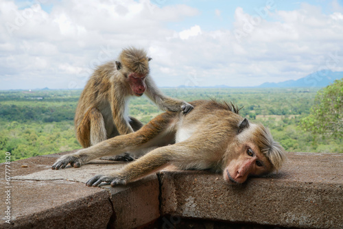 macaque monkey cleaning insects and lice on fur photo