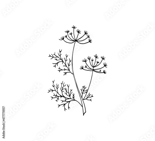 Hand-drawn anis. Wild plant  herb  or flowers   botanical illustration isolated on white background  natural floral illustration