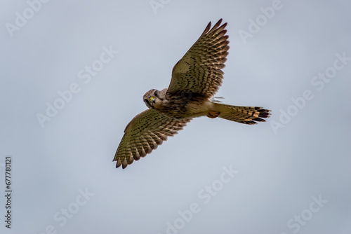kestrel hovering in the sky with wings out