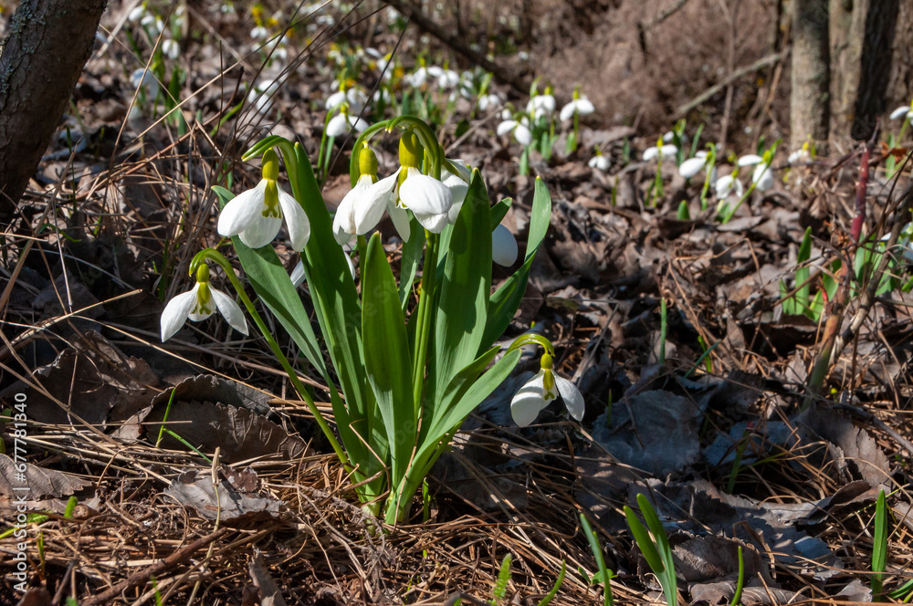 Galanthus elwesii (Elwes's, greater snowdrop), medium shot of blooming snowdrops in the wild Galanthus elwesii (Elwes's, greater snowdrop), medium shot of blooming snowdrops in the wild