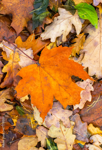 Beautiful autumn. A beautiful maple orange leaf lies on the autumn leaves