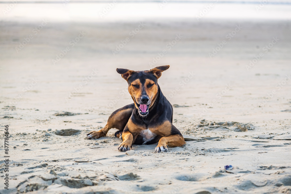 stray sad red dog lies on sand beach near the ocean or sea stray sad red dog lies on sand beach near the ocean or sea