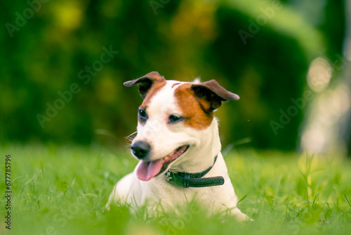 Fototapeta Naklejka Na Ścianę i Meble -  portrait of an active playful jack russell terrier dog on a walk in the park the concept of love for animals