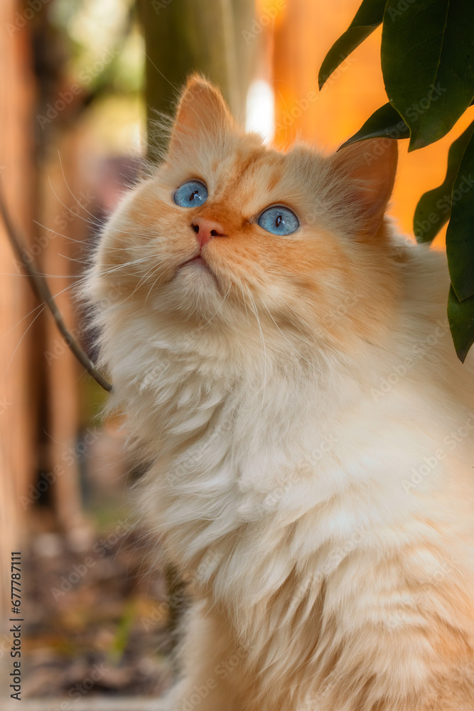 Beautiful Birman cat with bright blue eyes sitting under plants and watching birds