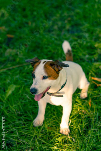 portrait of an active playful jack russell terrier dog with tongue out on a walk in the park animal love concept © Guys Who Shoot