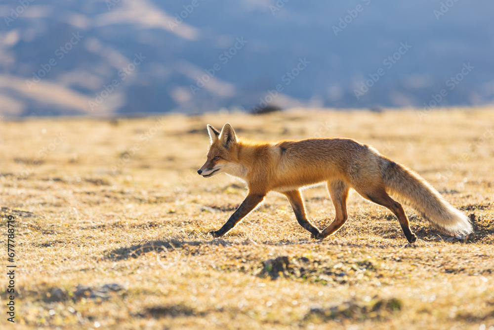 Red fox walking on dry grass