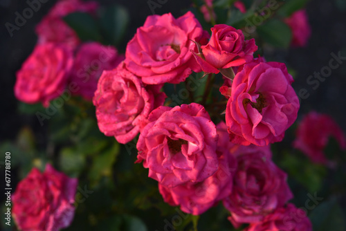 Bright pink rose flowers in the light of the summer sun. A beautiful bouquet of red flowers.