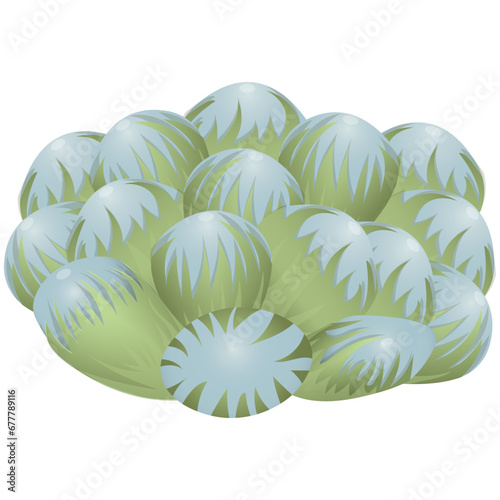 Haworthia Coopera succulent, exotic tropical plant. A desert flower that can be grown at home to decorate the interior. Vector illustration isolated on white background.