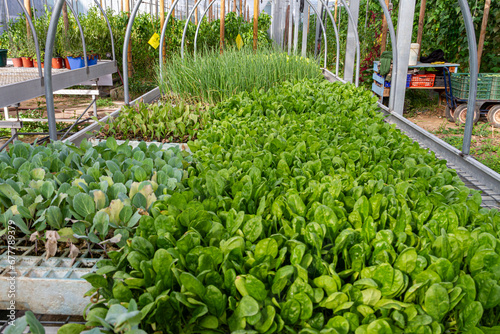 Various vegetables grow in a hotbed in a greenhouse