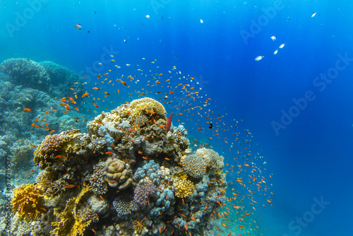 Underwater Tropical Corals Reef with colorful sea fish. Marine life sea world. Tropical colourful underwater panormatic seascape.