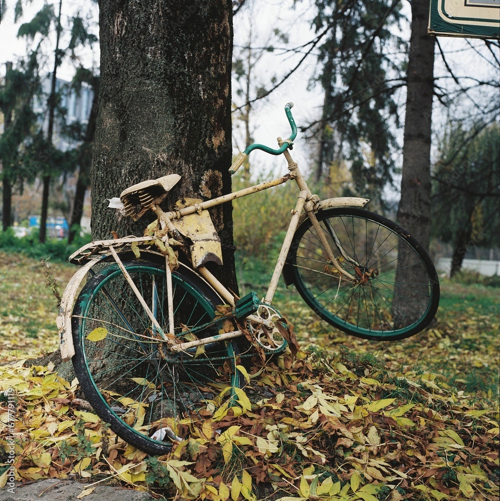 Fototapeta premium Old bicycle beside a big tree with fallen leaves