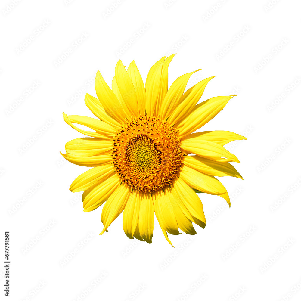 A vibrant, close-up image of a yellow sunflower with a brown center, set against a white background. It exudes the freshness and beauty of nature. A vibrant, close-up image of a yellow sunflower with a brown center, set against a white background. It exudes the freshness and beauty of nature.