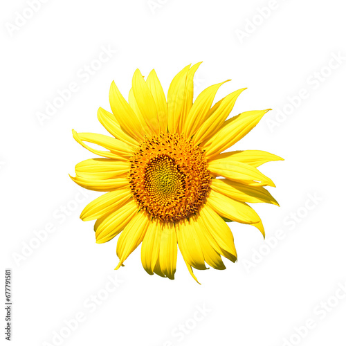 A vibrant, close-up image of a yellow sunflower with a brown center, set against a white background. It exudes the freshness and beauty of nature.