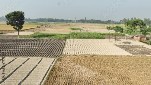 Aerial view of paddy/ rice fields. 4k photo