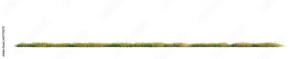 Green grass isolated on transparent background. 3D render.