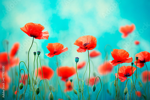 Vibrant red poppies in a spring field against a turquoise backdrop  with a soft focus and macro perspective. Bright  colorful  and artistically enhanced floral background. Bright image. 