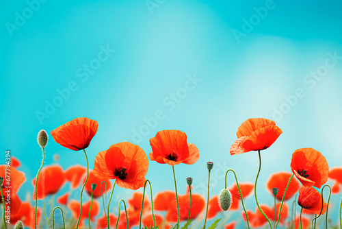 Vibrant red poppies in a spring field against a turquoise backdrop  with a soft focus and macro perspective. Bright  colorful  and artistically enhanced floral background. Bright image. 