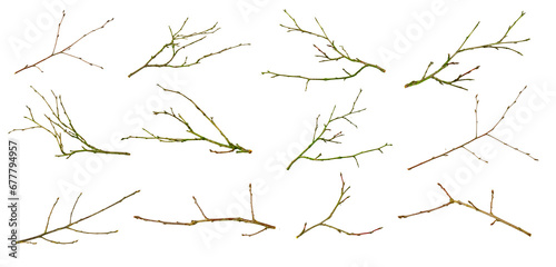 dry twig on white isolated background photo