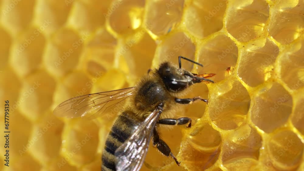 Working bee on honeycomb, close up. Colony of bees in apiary. Beekeeping in countryside. Macro shot with in a hive in a honeycomb, wax cells with honey and pollen. Honey in combs Working bee on honeycomb, close up. Colony of bees in apiary. Beekeeping in countryside. Macro shot with in a hive in a honeycomb, wax cells with honey and pollen. Honey in combs