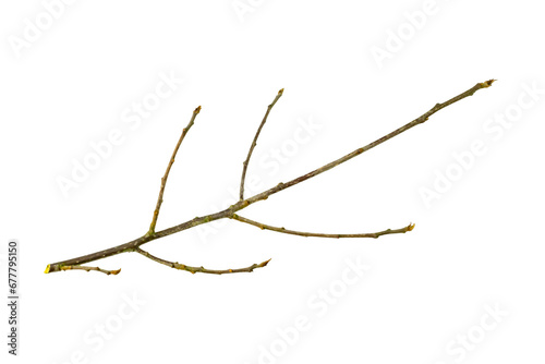 dry twig on white isolated background