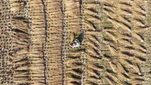 Paddy harvesting, rice field photo