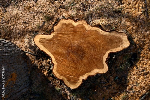 Closeup of a tree bark texture