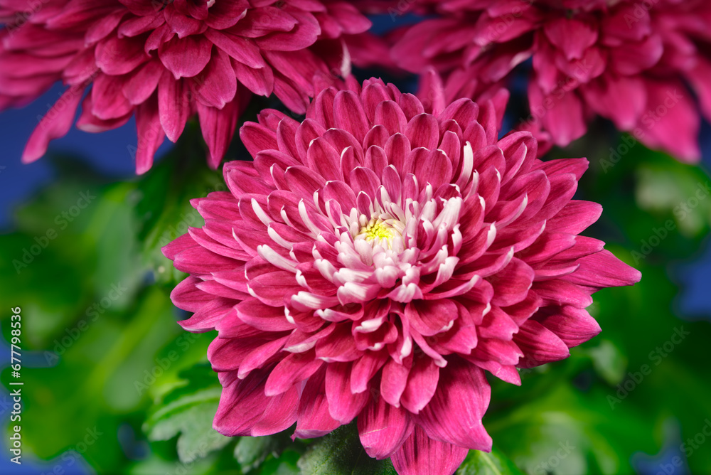 Blooming Red Chrysanthemum on a Bush Close up Over Blue Background. Opening Buds of Big Flowers of Golden-Daisy Blooming Red Chrysanthemum on a Bush Close up Over Blue Background. Opening Buds of Big Flowers of Golden-Daisy