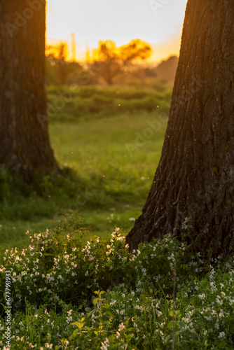 Sunset in the forest. The sun's rays pass between the trees and fall on the meadow, grass and flowers in the forest. 