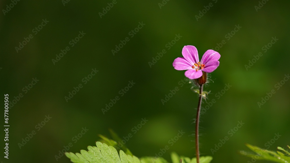 Close-up of a pink Robert's geranium (Geranium robertianum) flower in a field Close-up of a pink Robert's geranium (Geranium robertianum) flower in a field