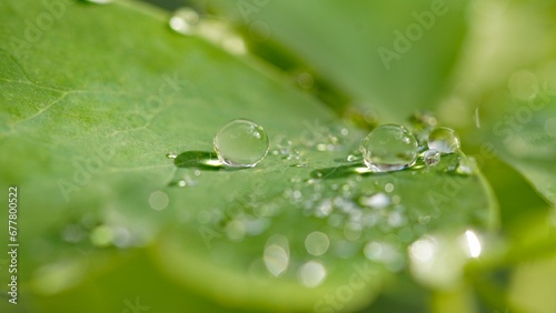 Close-up of green leaves covered in dew in a garden