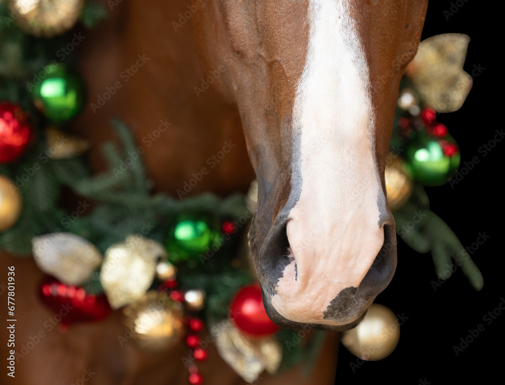 Obraz premium Christmas Horse