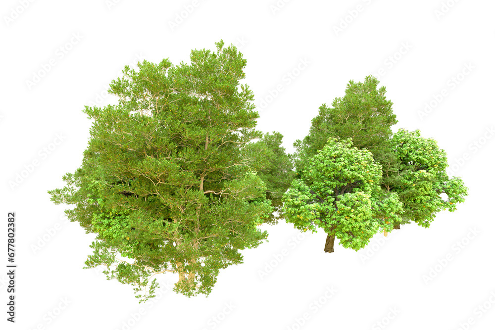 Fototapeta premium Green forest isolated on transparent background. 3d rendering - illustration